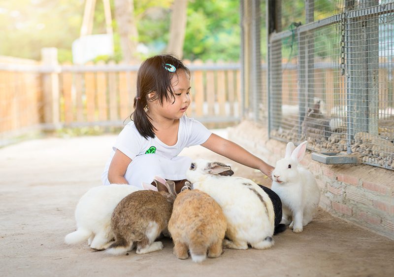 child playing with rabbits